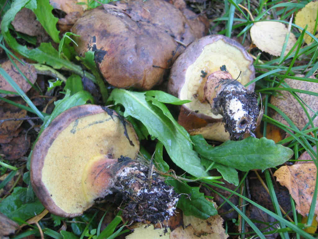 Boletus pulverulentus